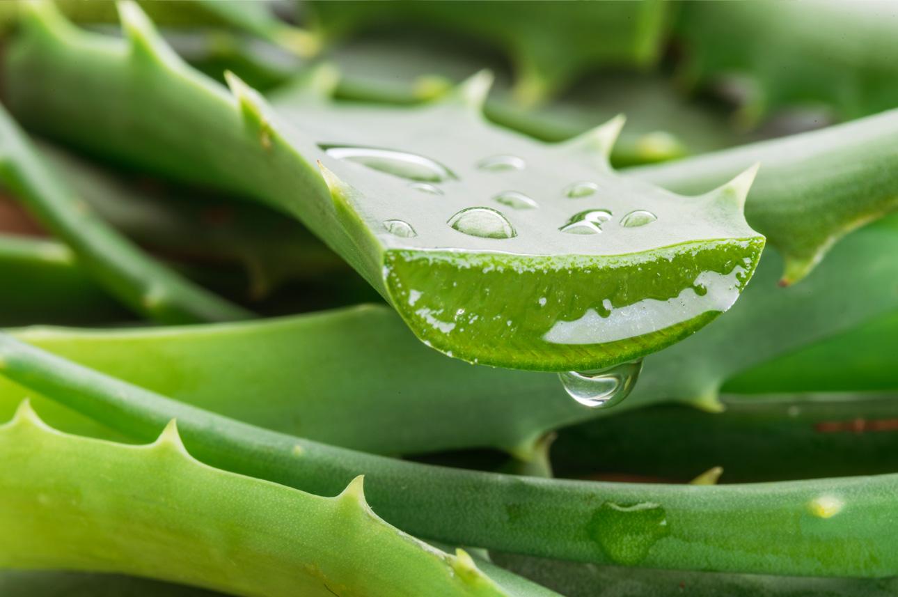 Aloe vera: como cuidar desta suculenta