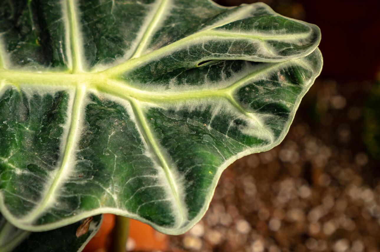 Dicas para cuidar da Alocasia Orelha de Elefante