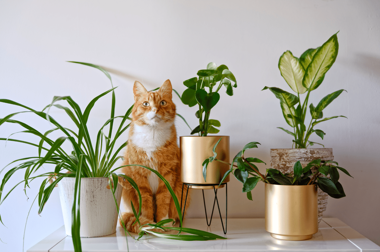 4 Plantas de interior que purificam o ar e deve ter em casa