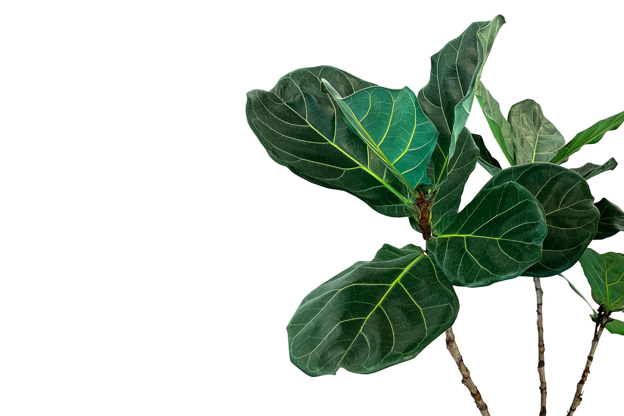 Vamos comprar uma Ficus lyrata para a sua selva urbana?