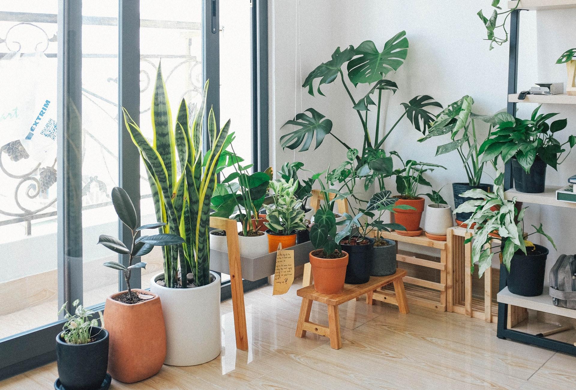 Como escolher o vaso certo para as suas plantas