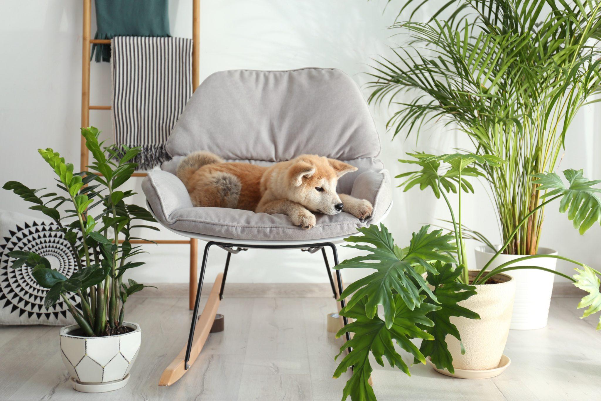 Plantas Pet Friendly: leve a Natureza para casa e proteja os seus patudos