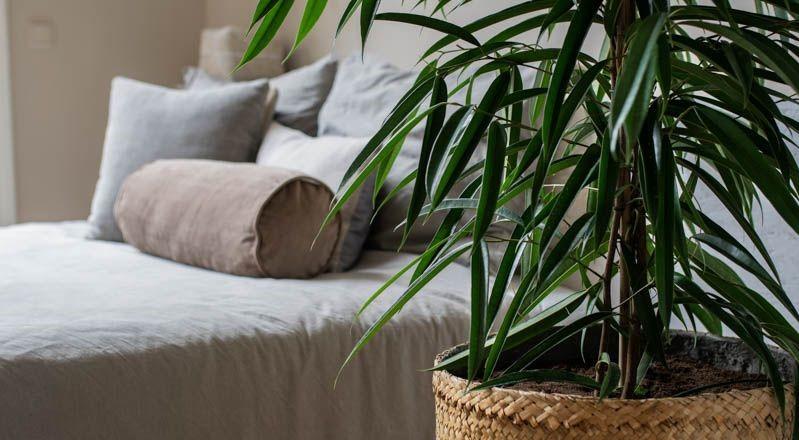 Plantas no quarto? Desmistificamos um dos segredos para o assegurar o seu bem-estar.