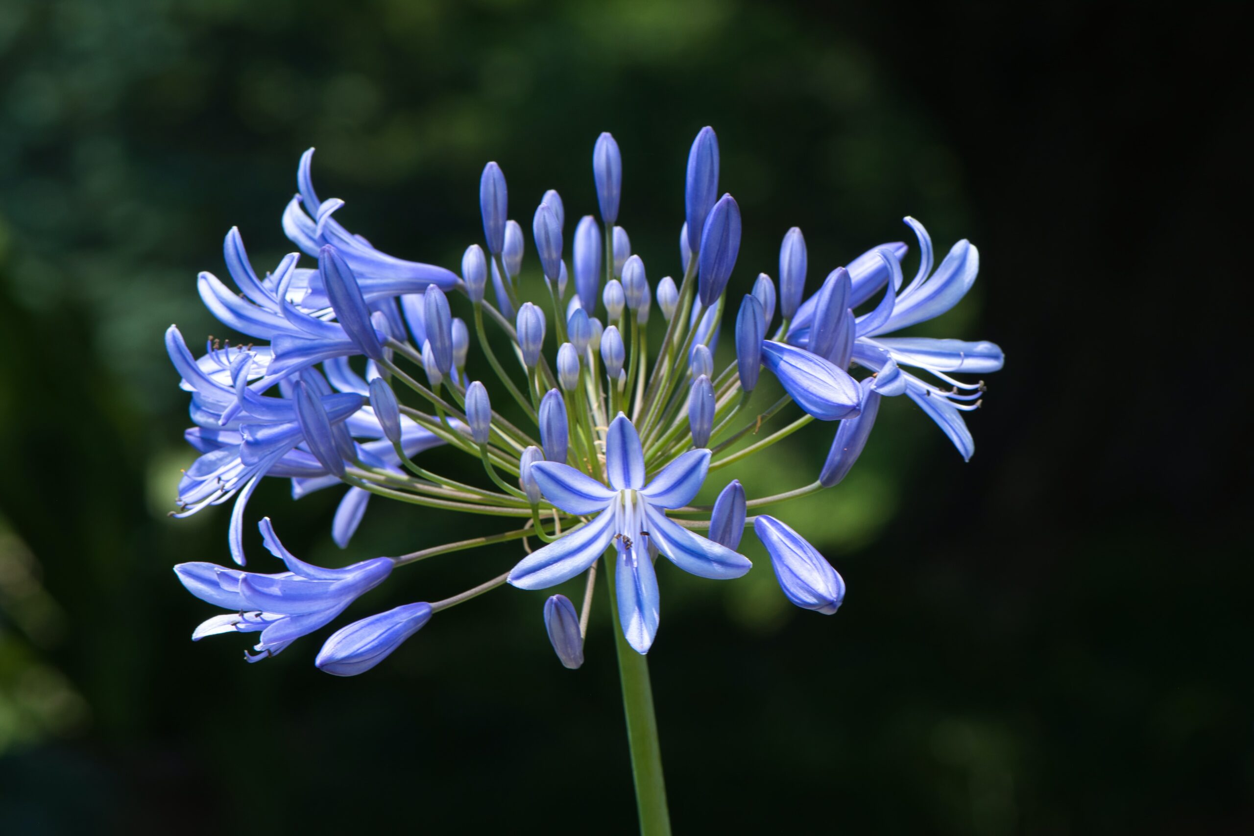 VIPlants – Agapanthus africanus