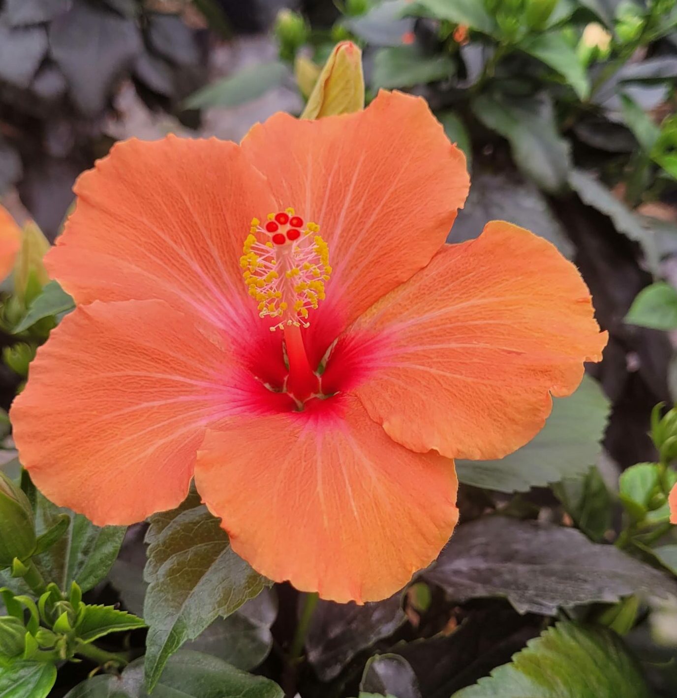 VIPlants – Hibiscus sp.