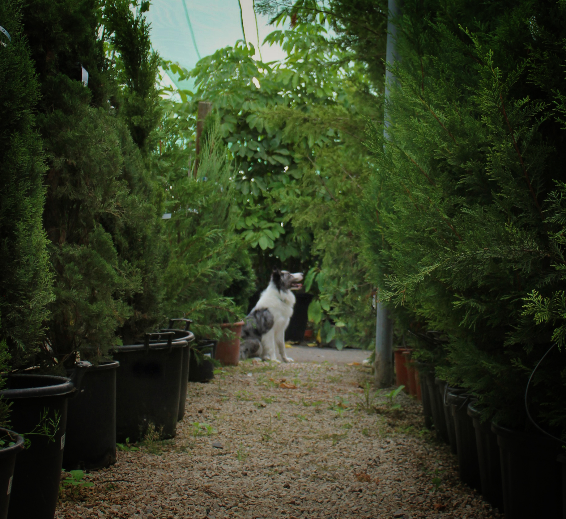 Já pensou que as plantas que tem em casa e no jardim podem não ser as ideais para os seus animais de estimação?