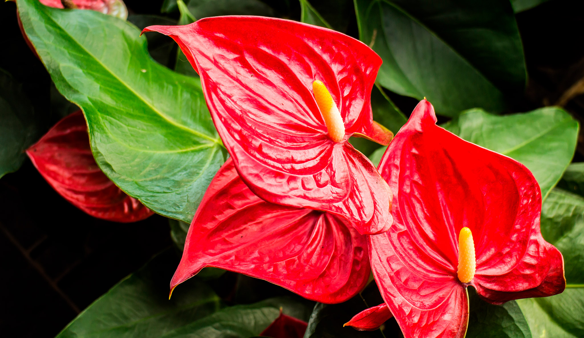 Presentes Especiais para o Dia dos Namorados: Plantas que expressam Amor