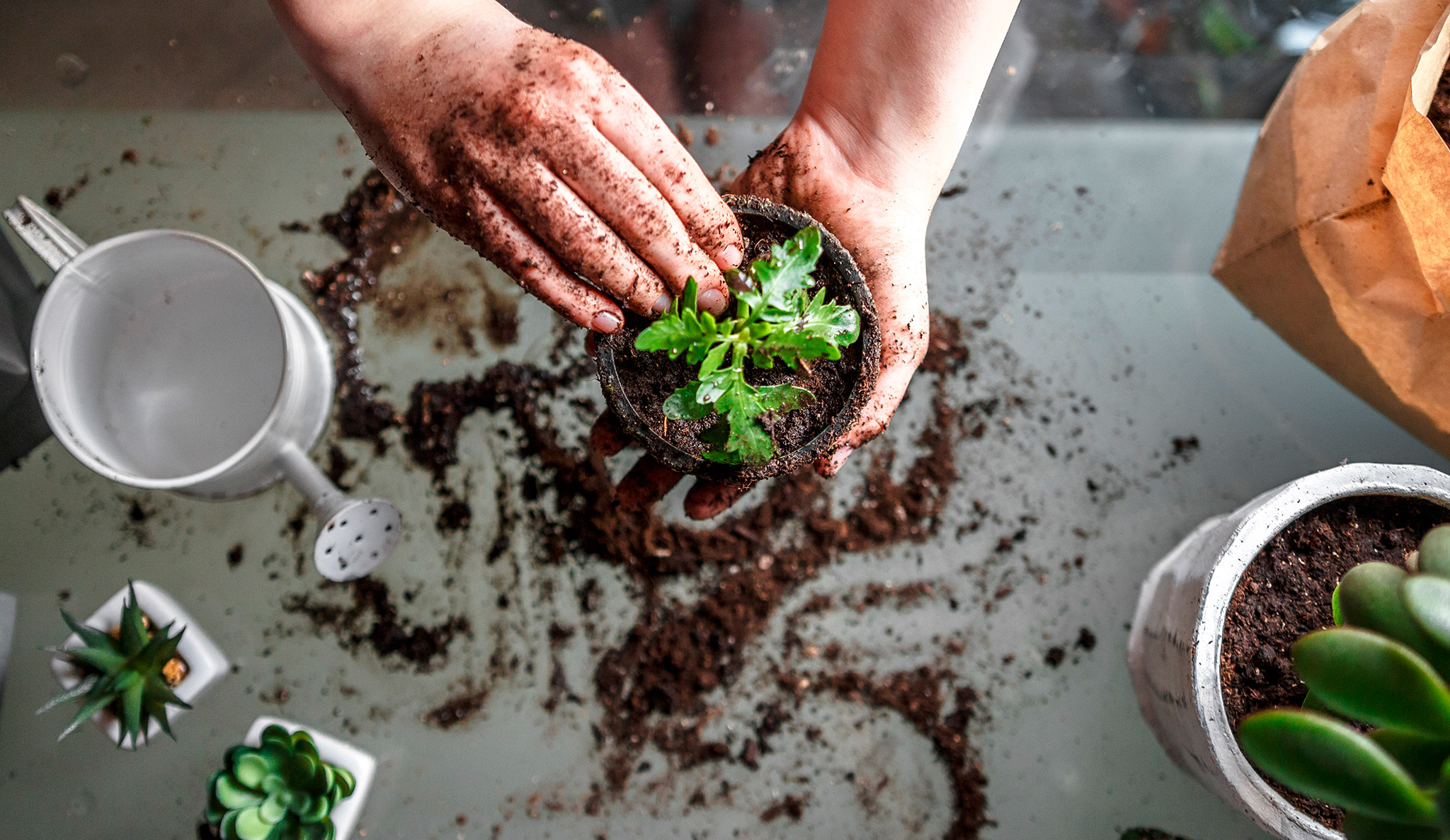 Sabe como deve cuidar de plantas quando está calor?