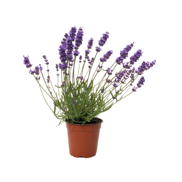 Alfazema – Lavandula angustifolia