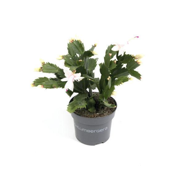 Cato de Natal – Schlumbergera