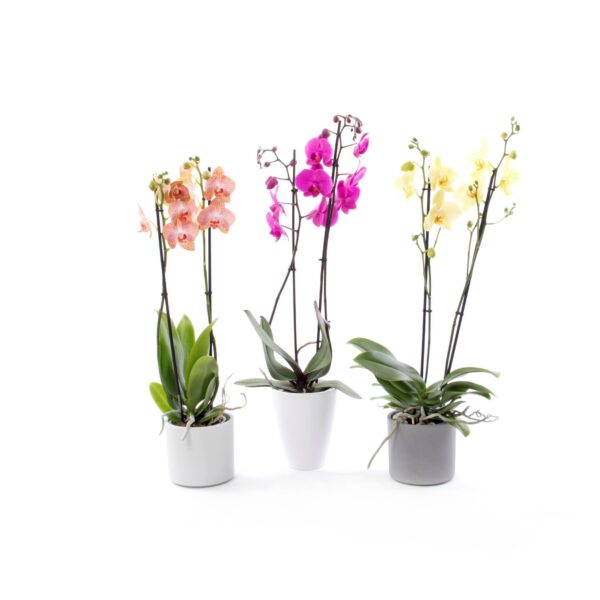 Orquídeas – Phalaenopsis