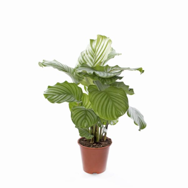 Calathea orbifolia