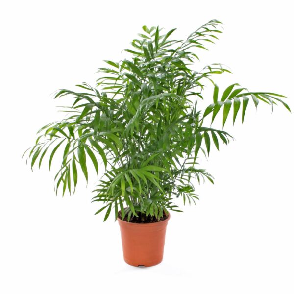 Chamaedorea Elegans – Palma Da Interno In Vaso 12 Cm, Pianta Verde Facile Da Curare, Altezza 40 Cm, Per Casa E Ufficio