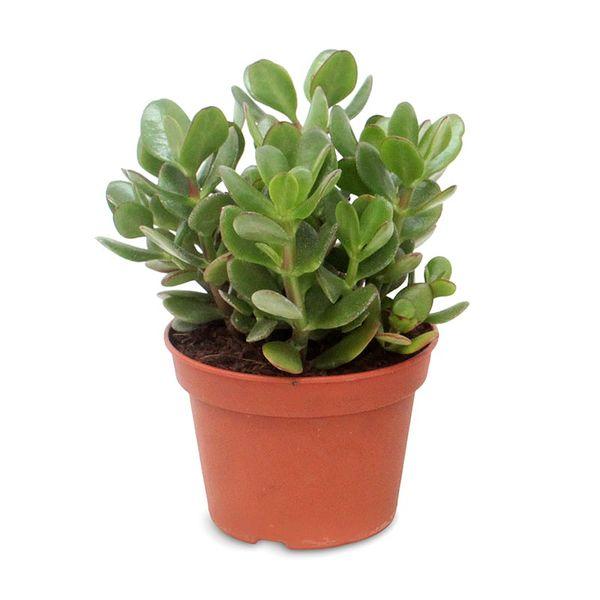 Planta Jade – Crassula ovata