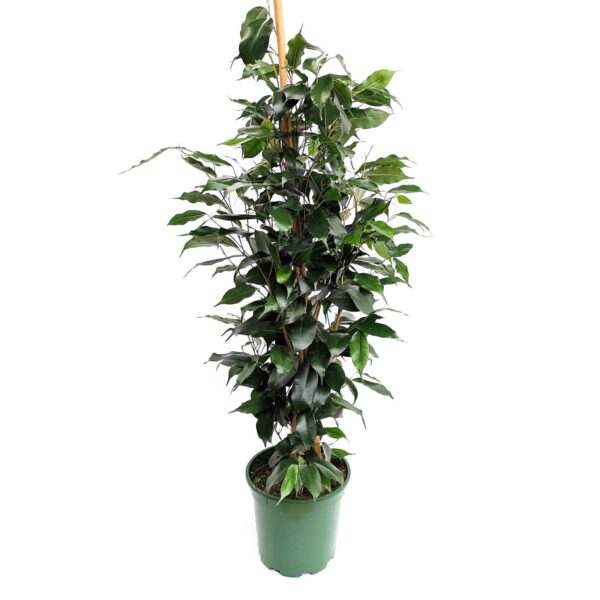 Ficus benjamina ‘Danielle’