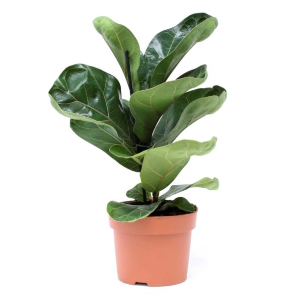 Figueira de Lira – Ficus Lyrata “Bambino”