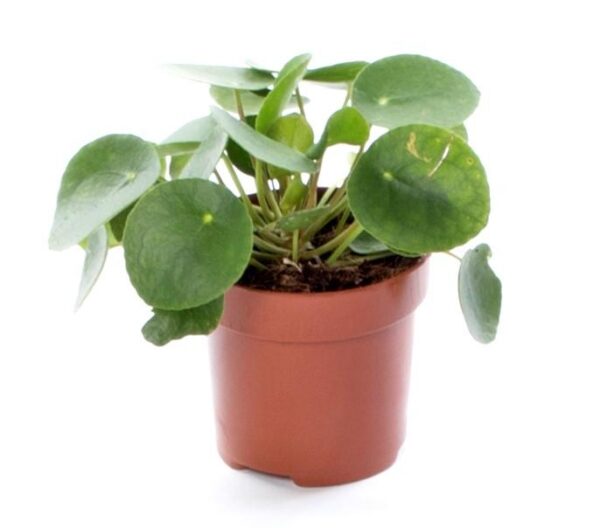 Planta do Dinheiro – Pilea peperomioides