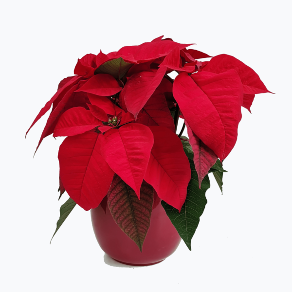 Estrela de Natal (Poinsettia)