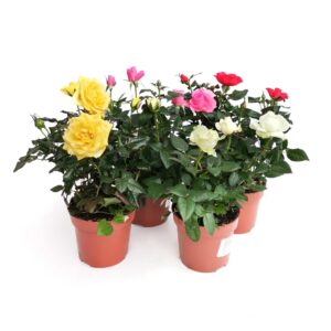 Roseira miniatura