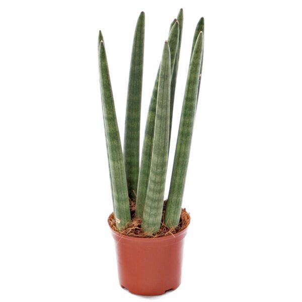 Lança de S. Jorge – Sansevieria cylindrica