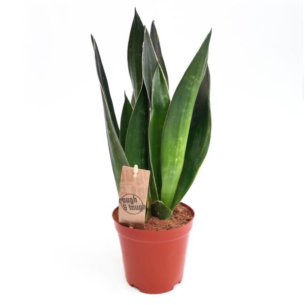 Espada de S. Jorge – Sansevieria trifasciata verde