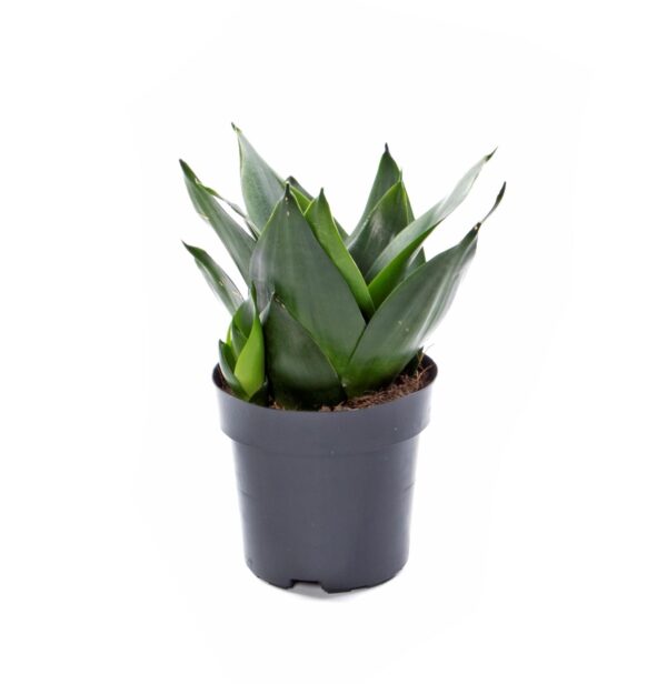 Espadinha de S. Jorge – Sansevieria hahnii