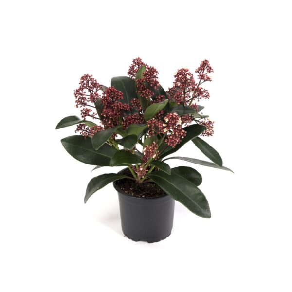 Skimmia – Skimmia japonica ‘rubella’