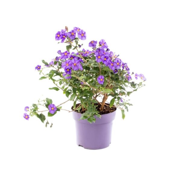 Solano de Flor Azul – Solanum rantonnetii