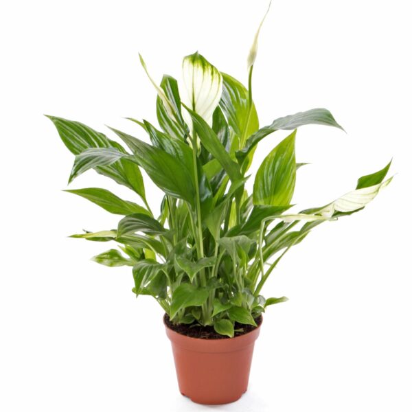 Lírio da Paz – Spathiphyllum