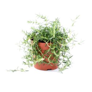 Alecrim Rasteiro - officinalis prostratus