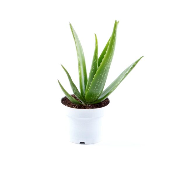 Aloé Vera – Aloe barbadensis