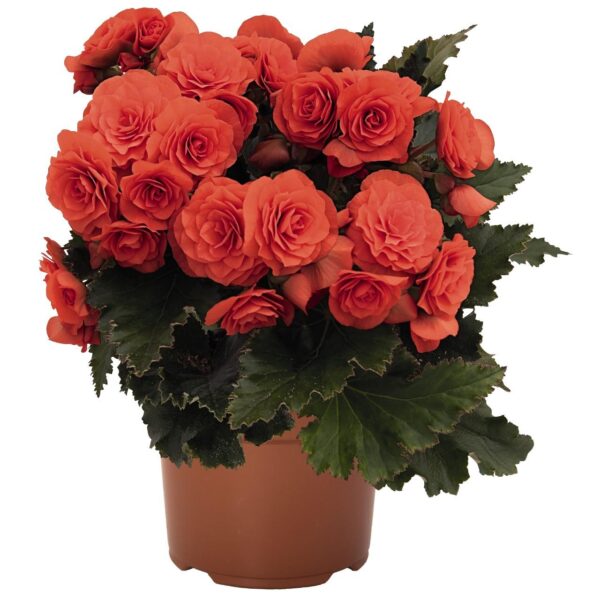 Begónia tuberosa – Begonia x tuberhybrida