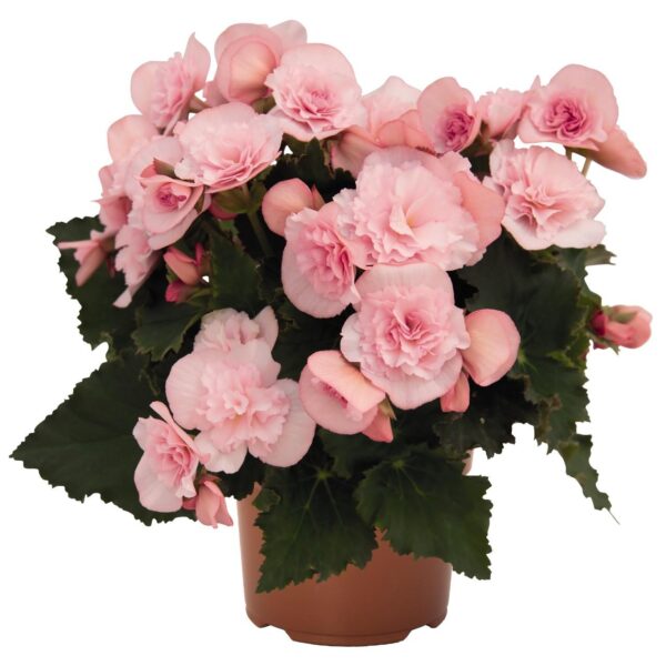 Begónia tuberosa – Begonia x tuberhybrida