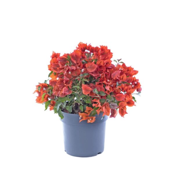 Buganvília laranja – Bougainvillea ‘new orange’