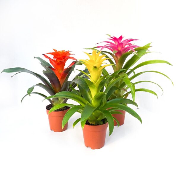 Bromélia – Guzmania sp