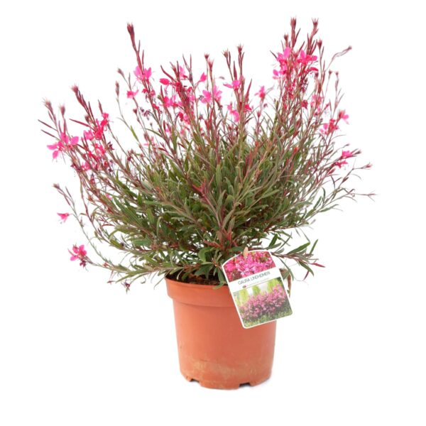 Gaura – Gaura lindeimerii