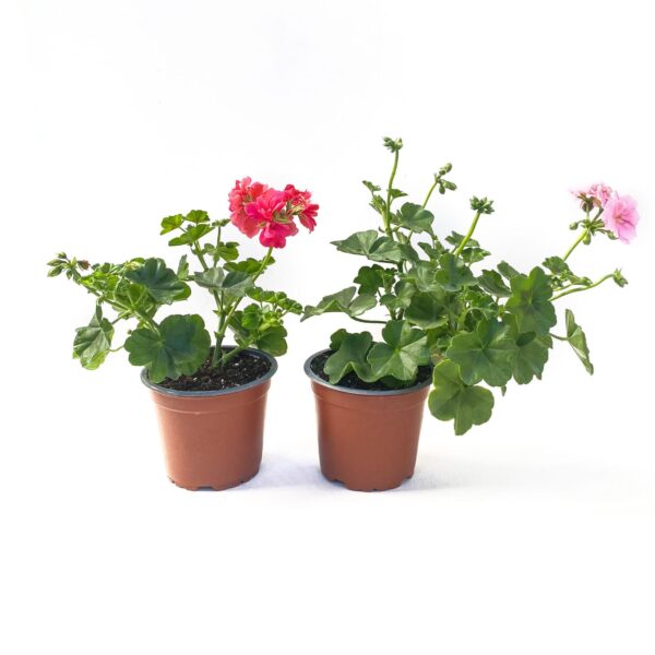 Sarninheira – Pelargonium peltatum