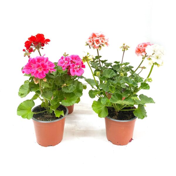 Sardinheiras mix – Pelargonium zonale