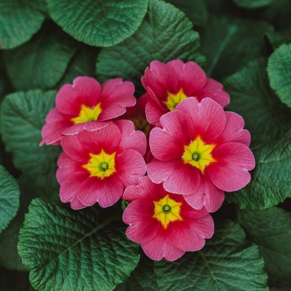 primula