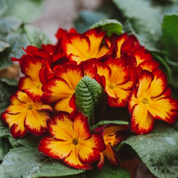 primulas bicolor