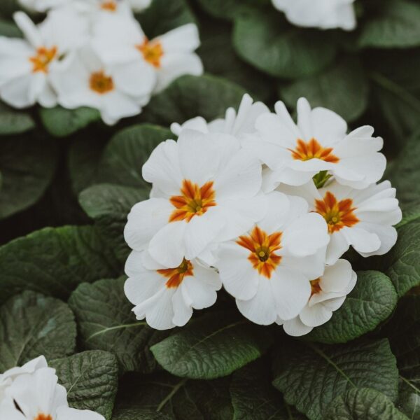 primulas brancas