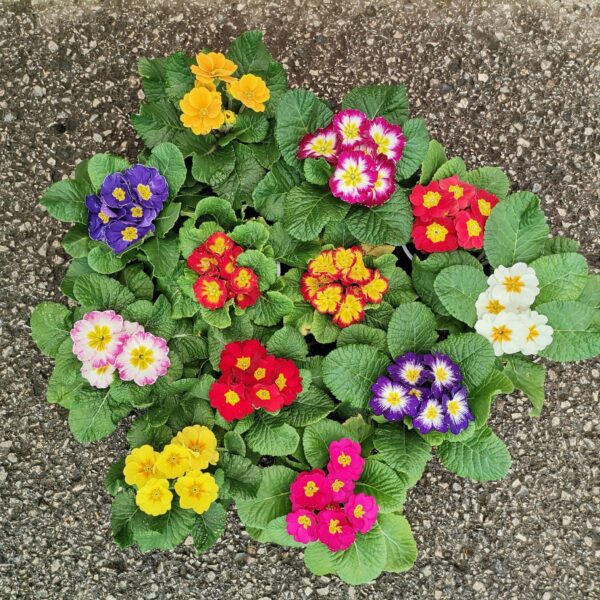 primulas viplant scaled 1