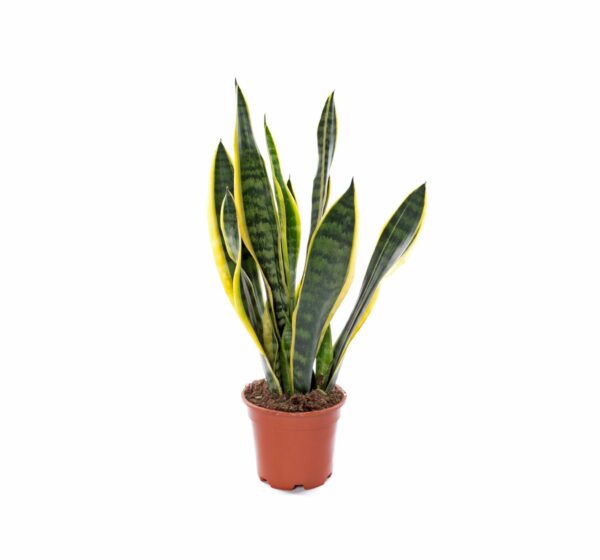 Espada de Sta. Bárbara – Sansevieria trifasciata Laurentii