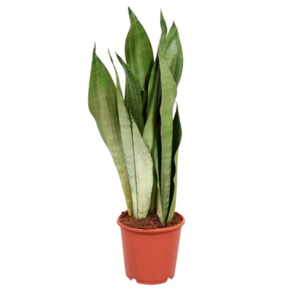 Espada Prateada – Sansevieria ‘moonshine’