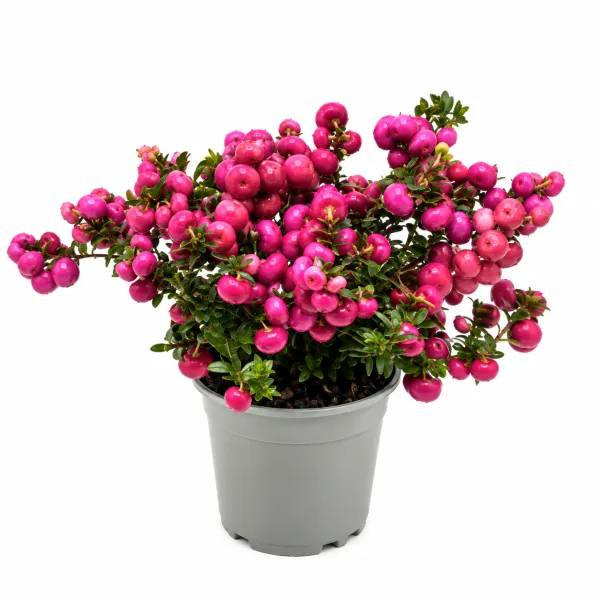 Amora do leste – Gaultheria proc. ‘big berry’