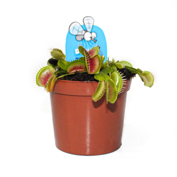 Carnívora – Dionaea muscipula