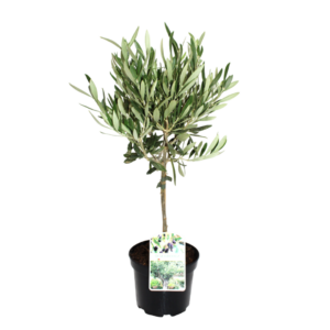 Mini Oliveira - Olea europaea