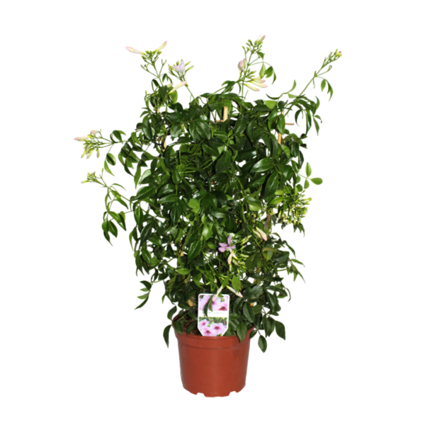 Trepadeira de Arco – Pandorea jasminoides