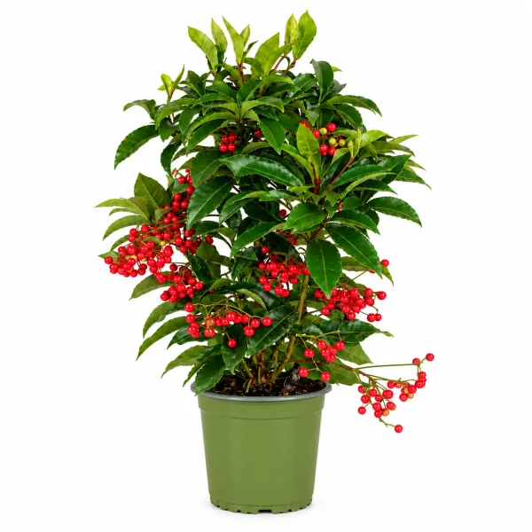 Ardísia – Ardisia Crenata