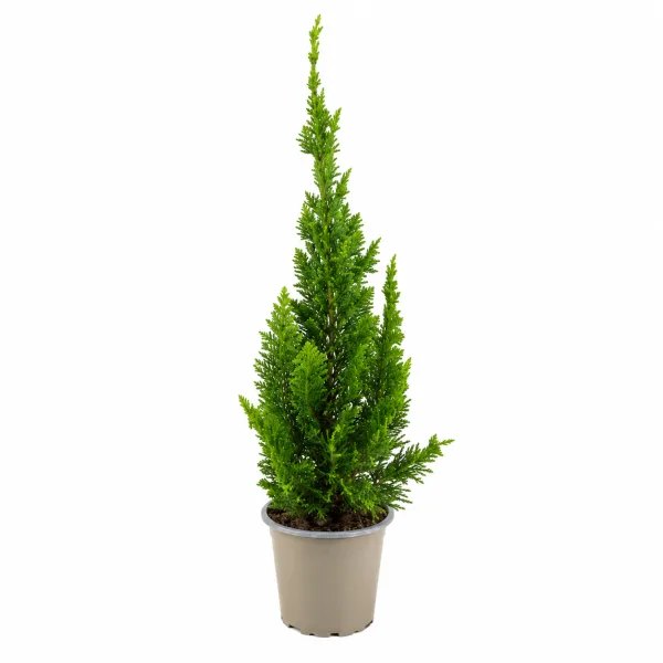 Cipestre de lawson – Chamaecyparis lawsoniana “Ellwoodii”